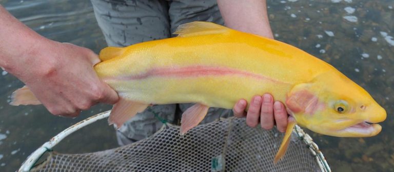 Arkansas Anglers may strike gold chasing rainbows