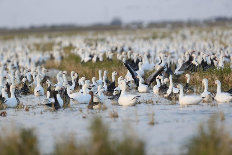 AGFC monitoring avian influenza in Arkansas 