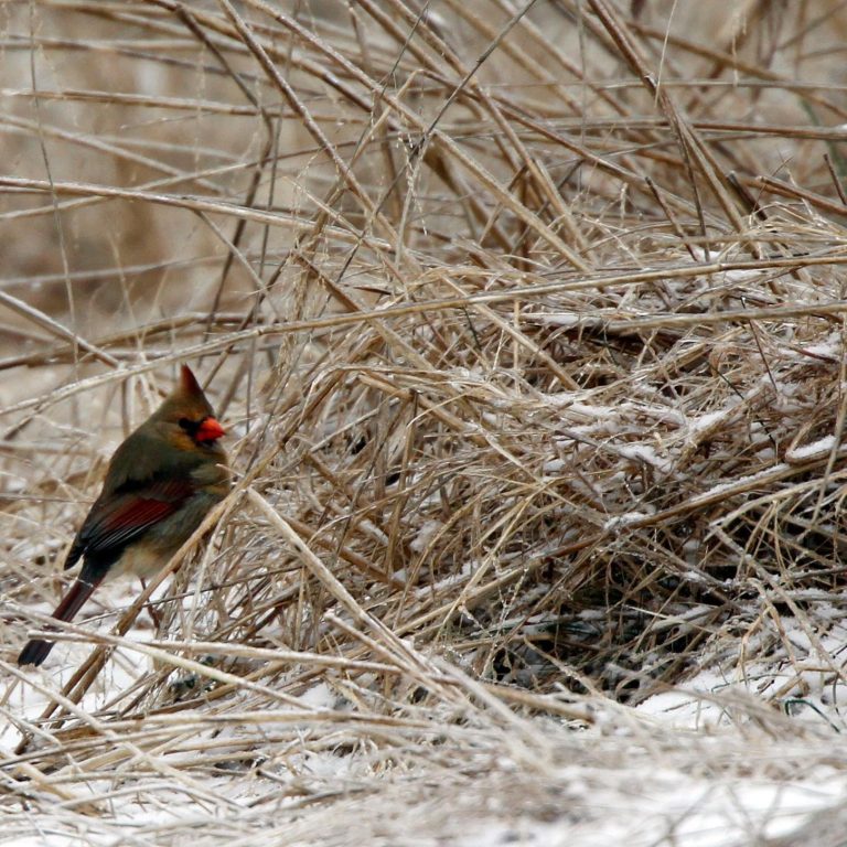 Brush up on winter weather and wildlife