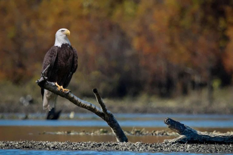 Eagles inspire awe, appreciation for conservation efforts