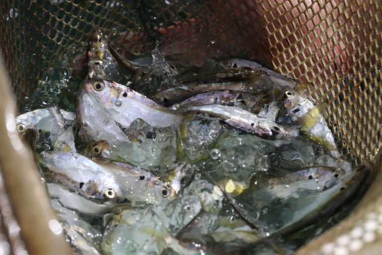 Threadfin shad: tiny fish, big impact on Arkansas sport fishing