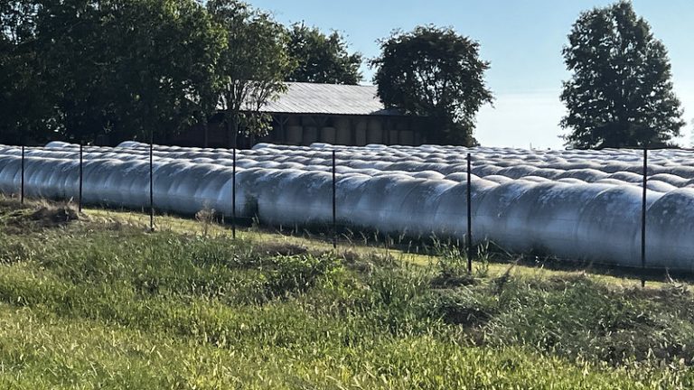 Cool-season annual grasses offer high-value hay, baleage, silage to Arkansas producers