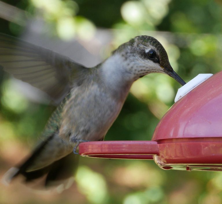 With spring on its way, put those hummingbird feeders out a little earlier than you’re used to