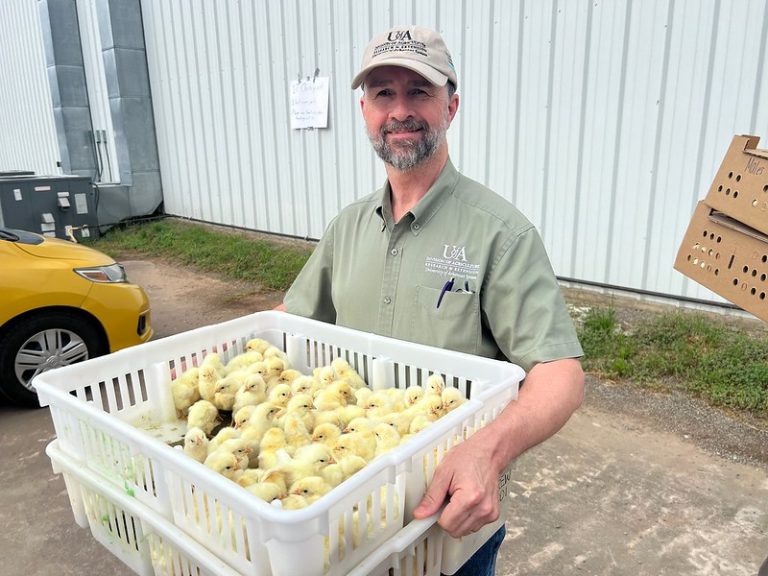 Arkansas 4-H Poultry Chain Project delivers the chicks