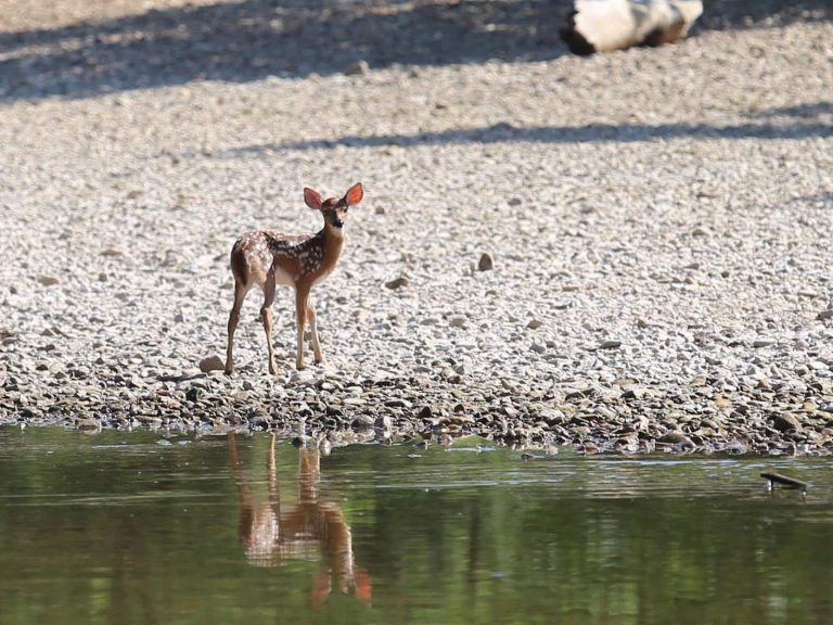 Unattended baby wild animals may not be abandoned 