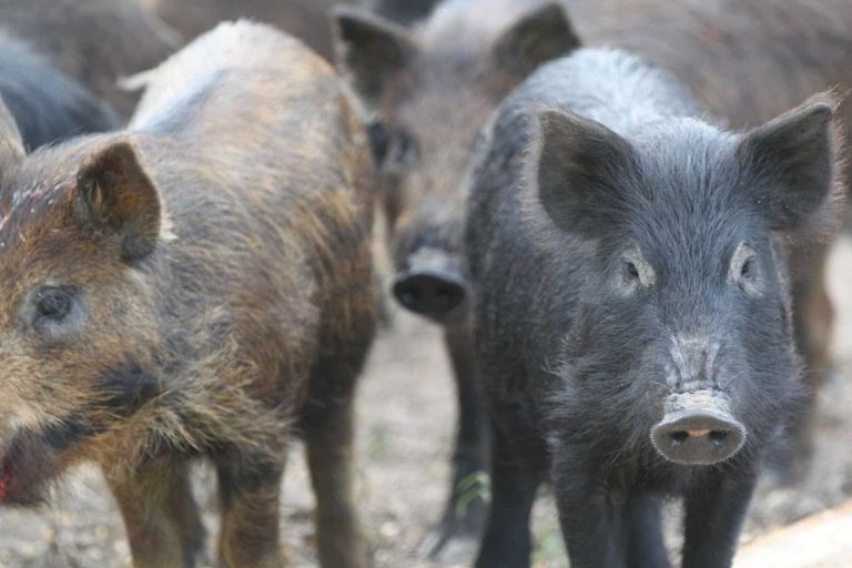 Arkansas battles feral hog invasion: A timeline of eradication efforts
