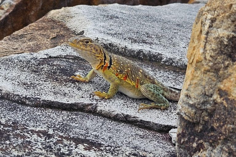 Partnership restores local lizards with sooner ‘boomers’ 