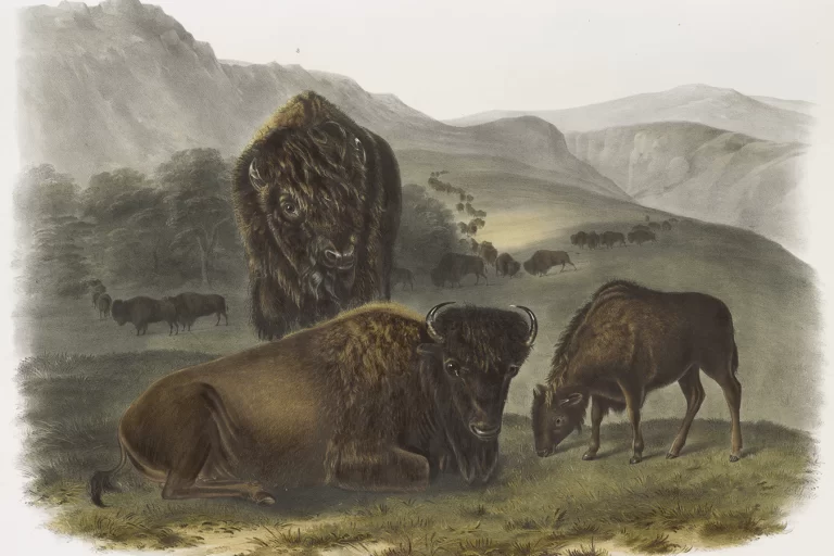 Arkansas Museum of Fine Arts exhibition highlights the art of conservation 