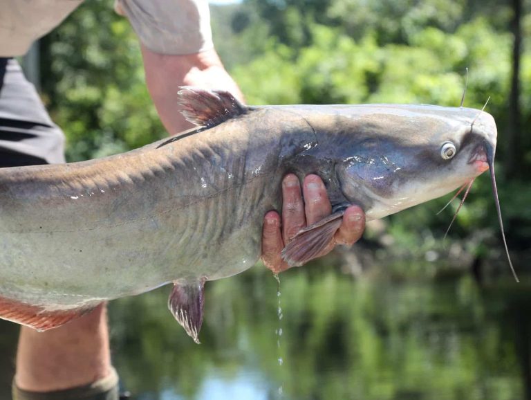 Big catfish donation adds smiles for community anglers across Arkansas 