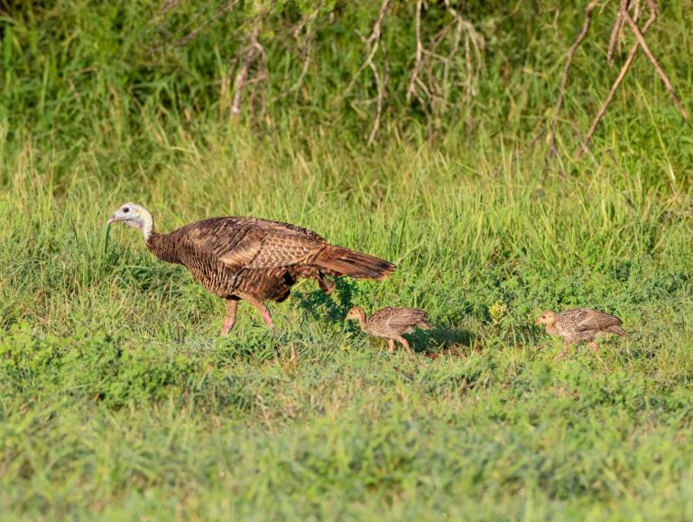 Count some quail, tally some turkeys