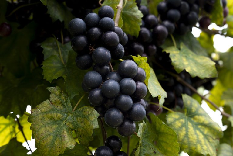 Two new varieties of muscadine, a Southern grape species, to see release this fall, expand growing season