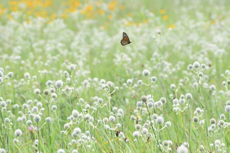 Monarchs, milkweed and migration