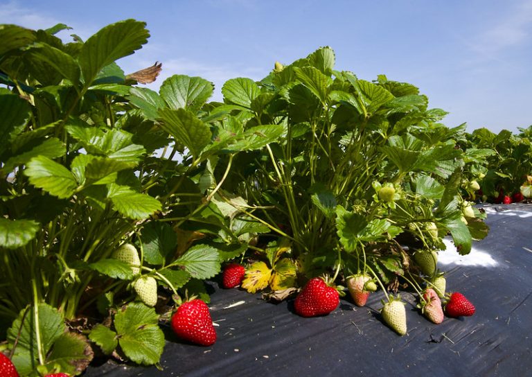 YEAREND: Arkansas strawberry growers pivot with new varieties for 2025-26 crop